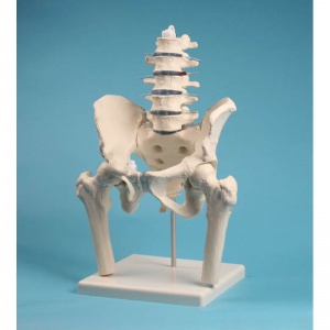 Lumbar Spine Model with Pelvis and Femur Heads